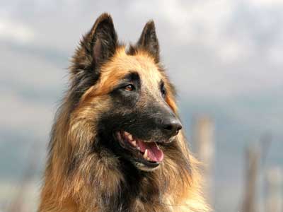 Belgian Tervuren